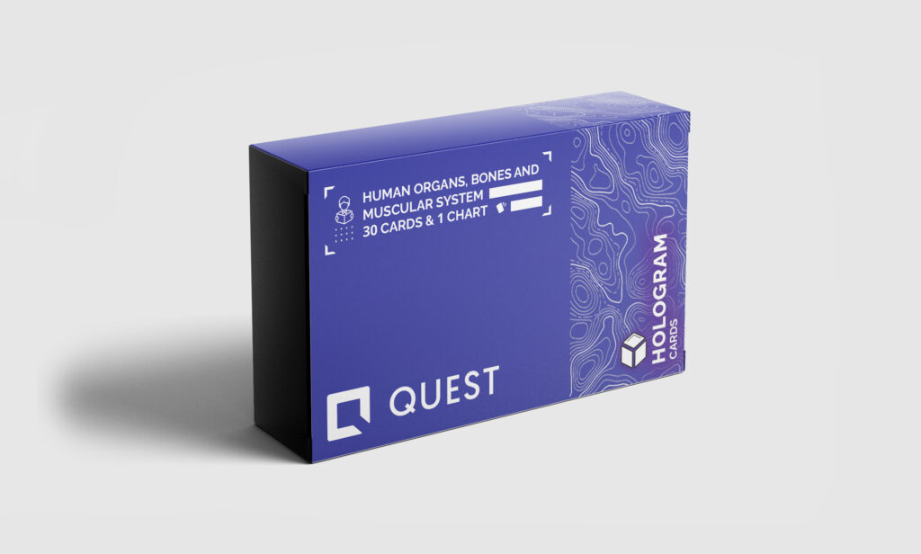 Human organs, bones and muscular system deck